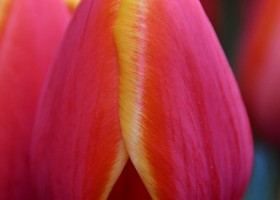 Tulipa World Legendary ® (3)